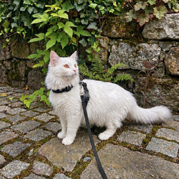 Un chat blanc et duveteux portant un harnais et une laisse noirs, assis sur des pavés avec du lierre vert en arrière-plan
